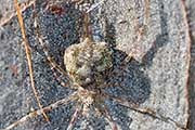 two-tailed spider (tamopsis brisbanensis) (Tamopsis brisbanensis)